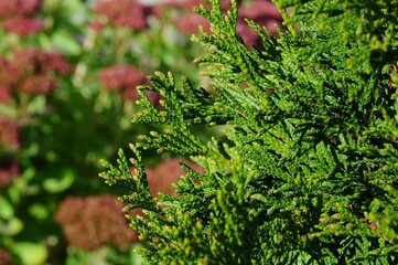 Close-up of vibrant green arborvitae foliage in a sunny garden setting