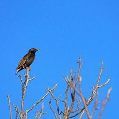 A European starling (Sturnus vulgaris) perches on a bare tree branch against a clear blue sky, suggesting a winter or early spring setting.
