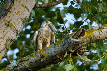 A common kestrel (Falco tinnunculus) perches on a poplar tree (Populus), holding a rodent in its...