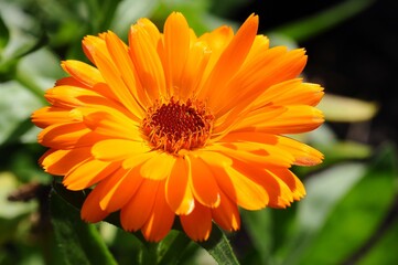 Vibrant orange calendula flower in full bloom, close-up shot with natural sunlight