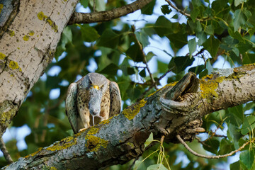 A common kestrel (Falco tinnunculus) perches on a poplar tree (Populus), holding a rodent in its beak, surrounded by green leaves and lichen-covered bark.