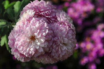Beautiful cluster of pink and white chrysanthemum flowers in full bloom