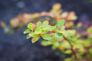 Close-up of vibrant green and red leaves on a branch with blurred background