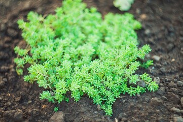 Vibrant green sedum plant growing in rich, dark soil