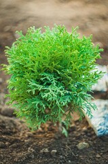 Vibrant green Thuja plant growing in the garden, close-up shot