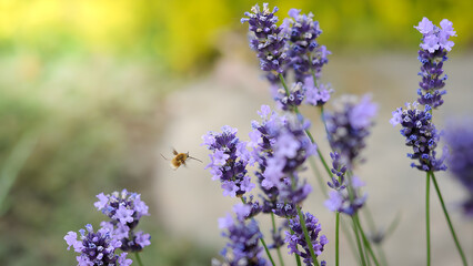 Bee flies near lavender flowers in a sunny garden setting