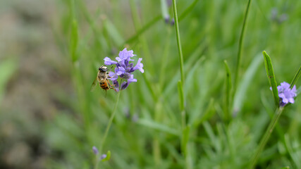 Bee feeding on lavender flower in a summer garden