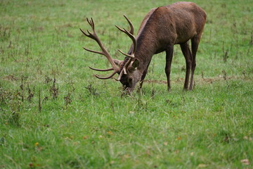 Naklejka premium Hirsch, Reh und Natur 