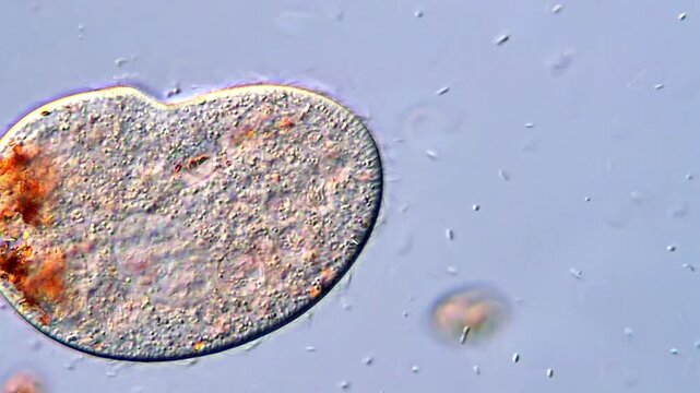 High-Resolution Microscopic Footage of Ciliates,  400x