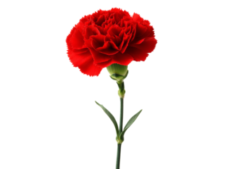 Single red carnation flower isolated on black background, Isolated On White Background, Png Transparent