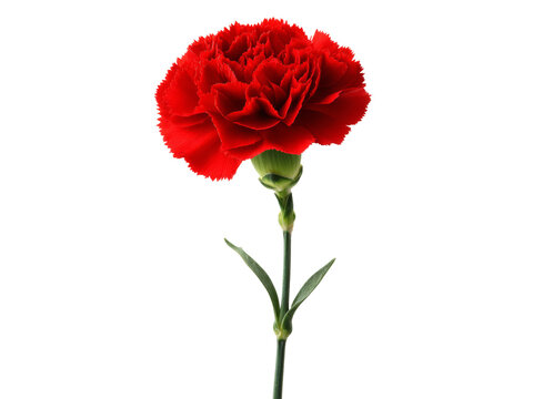 Single red carnation flower isolated on black background, Isolated On White Background, Png Transparent