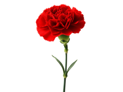 Single red carnation flower isolated on black background, Isolated On White Background, Png Transparent