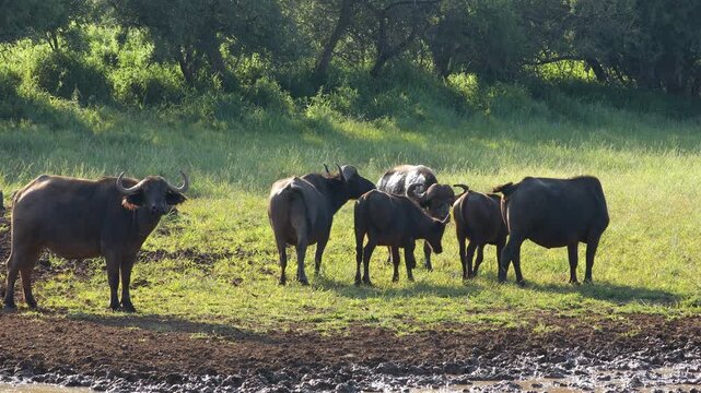 African of Cape buffalo (Syncerus caffer) herd at a muddy waterhole, Mokala National Park, South Africa