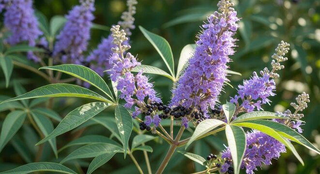 Chaste Tree Blooms - A Close-Up of Purple Flowers and Green Leaves.