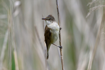 Great reed warbler // Drosselrohrsänger (Acrocephalus arundinaceus) 