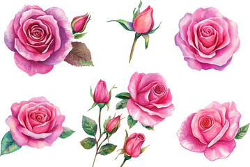 Naklejka premium watercolor hot pink set of roses