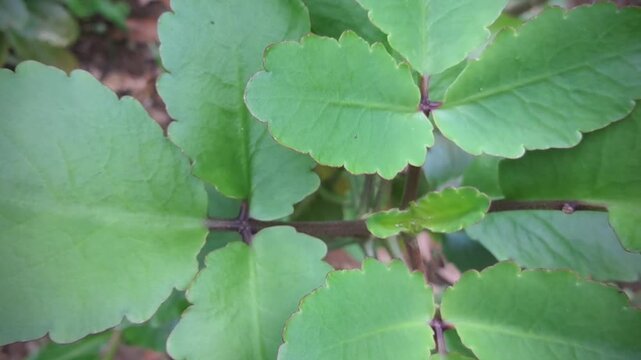 Close-up of Green Leaf of Bryophyllum Pinnatum (Miracle Leaf Plant)