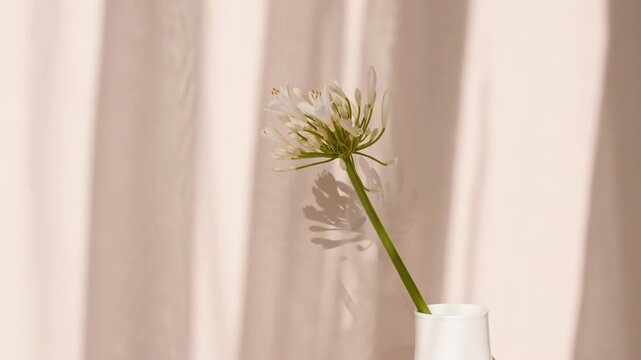 Fower stand in a vase by the window. Wind blows through the open window in the room. Waving white tulle near the window. Product presentation, mockup for advertising. High quality 4k footage