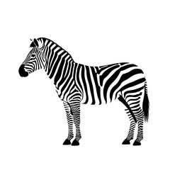 A striking illustration of a standing zebra on a white background