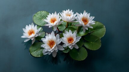 Elegant white lotus flowers floating on reflective black pond with soft natural light and space for text, serene and tranquil botanical scene