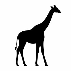 Elegant giraffe silhouette against a pristine white background, showcasing nature's beauty