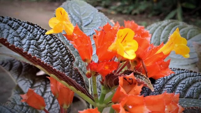 Close-up of Chrysothemis pulchella tropical flower with vibrant orange and yellow petals