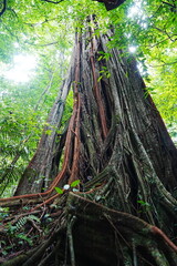 Old tree roots covered in green moss grow in a natural forest landscape