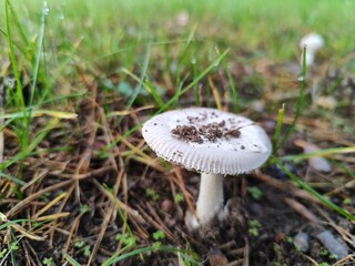 weisser Pilz in der Wiese