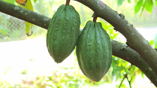 Cocoa pods hanging on tree in cocoa plantation