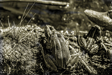 Im goldenen Herbstlicht ruhen zwei Wasserfrösche eng beieinander – wie kleine Smaragde am Ufer,...