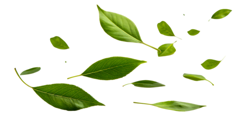 Green Leaves Falling in Motion on White Background