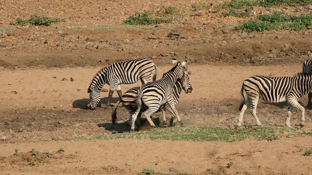 Two plains zebra stallions (Equus burchelli) fighting for dominance, Kruger National Park, South Africa