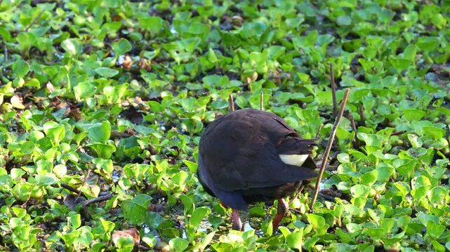 An Australasian Swamphen (Porphyrio melanotus) foraging in the wetland filled with dense green aquatic plants, close up shot.