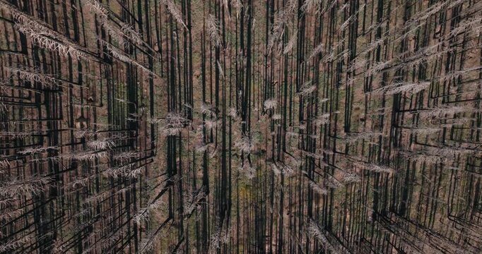 Burned forest aerial view evokes desolation and renewal in nature