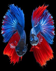 Two Siamese fighting fish face forward; each with a blue and red fin