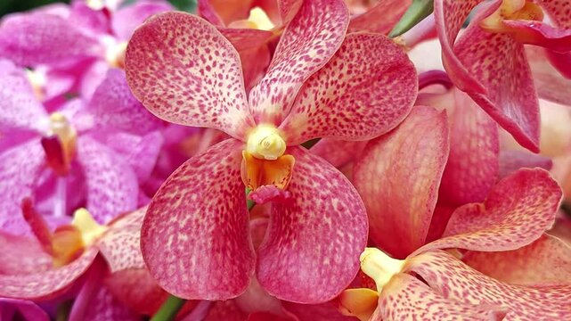 Colorful orchids flower for bouquets.