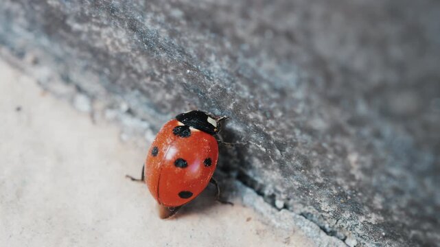 Close up of ladybug crawling on rough stone surface