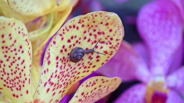 Baby snail on orchid petal.
