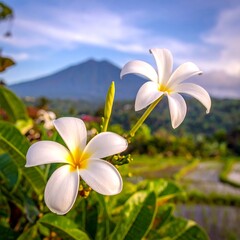 Two white blossoms with yellow centers, mountain in the background