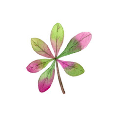 Watercolour autumn colorful leaf. Autumn colorful  leaf for print, element design, textile, label, stickers, fabric, invitation, greeting card, wrapping paper.