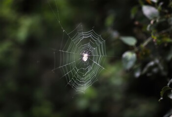 Delicate spiderweb with spider