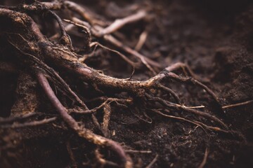 Fototapeta premium Close up view of tree roots in the earth