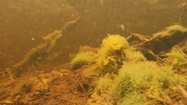 Natural underwater footage capturing Searys Creek fast current, tannin stained waters, and Australian native fish