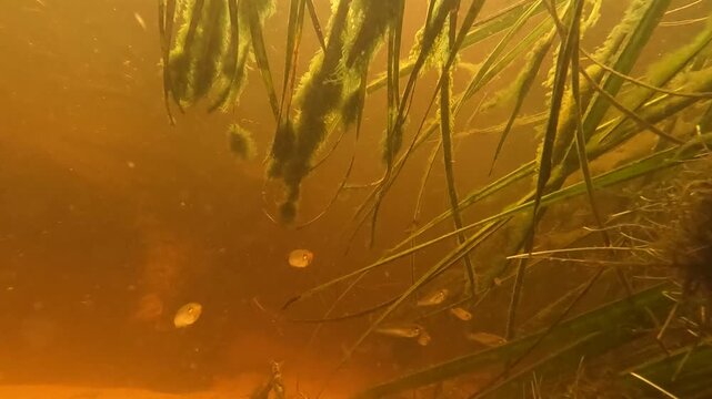 Close underwater view of rainbowfish and gudgeons gliding through fast moving tannin waters surrounded by native aquatic plants