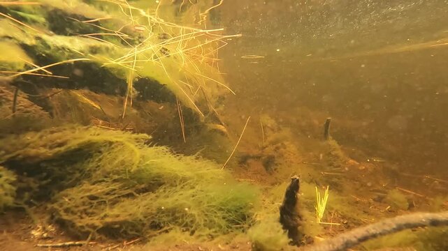 Underwater footage of Seary's Creek showing fast flowing tannin waters with native rainbowfish swimming among aquatic plants