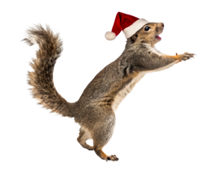 Squirrel wearing Santa hat and reaching up
