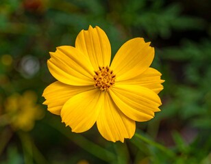 Vivid yellow petals of a delicate flower bloom against a green backdrop