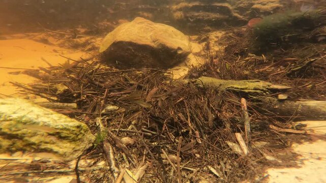 Underwater view of native fish inspecting a Tandanus catfish nest in clear tannin stained Seary's Creek, Queensland, Australia waters