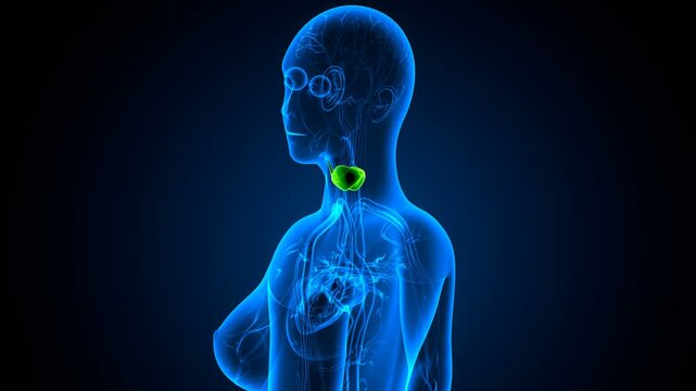 Human thyroid anatomy. 3d illustrations