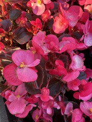 Beautiful pink flowers growing in a flowerbed in the park. Pink Begonia flowers